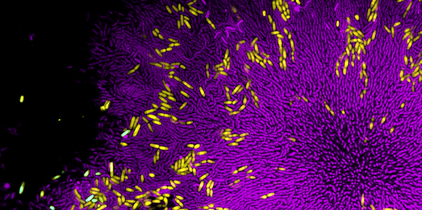 Colonies of the bacterium V. cholerae (purple) insulate E. coli (yellow) from its natural predator.